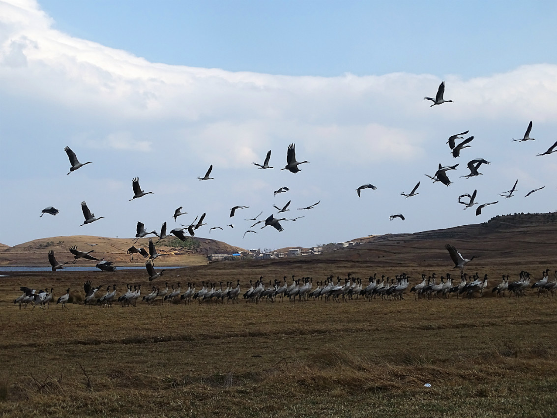大山包黑颈鹤正在大规模返回繁殖地