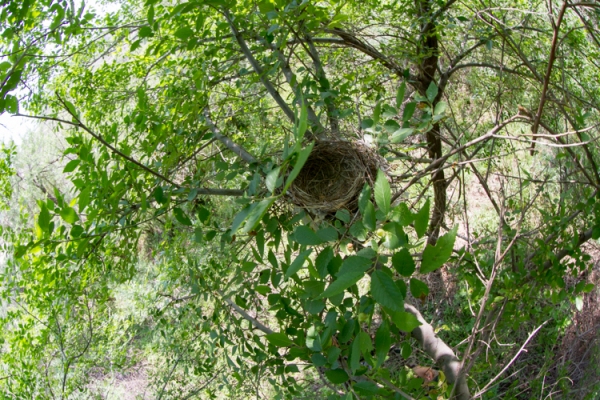 鸟巢黑尾蜡嘴雀巢