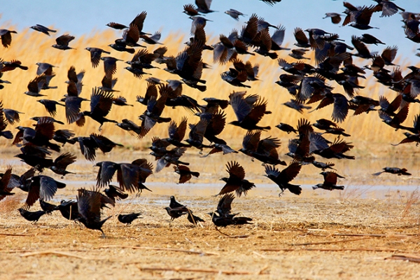 达乌里寒鸦(大群 飞翔)